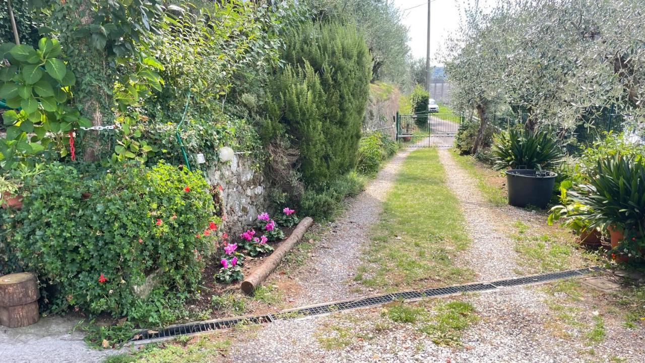 Appartamento Tra gli olivi Lucca Esterno foto